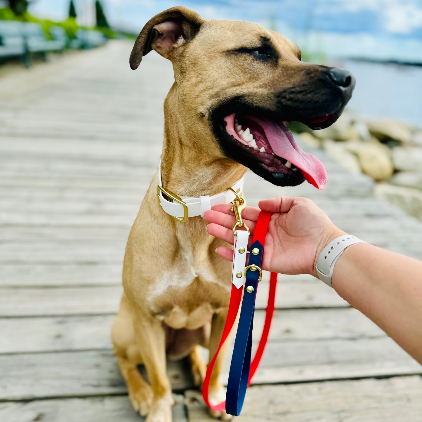 The Around Town Leash — 4th of July Inspired